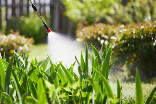 24/7 Emergency Termite Control experts in Levelland, TX